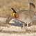 Lesser Prairie-Chicken